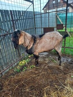 Anglonubijsky cap - 1