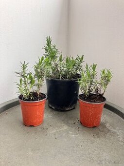 Levandula