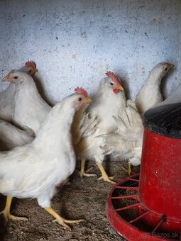 Kohuty leghorn