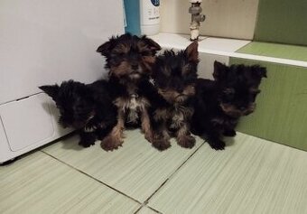 Yorkshire terrier s PP