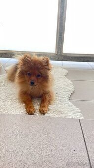 Pomeranian