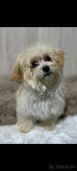 Maltipoo