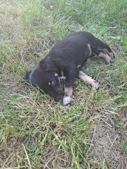 Labrador