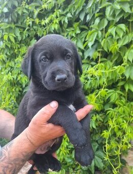 Šteniatka labrador x NO