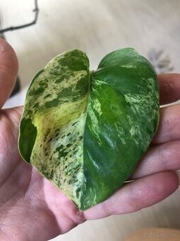 Japanese pothos