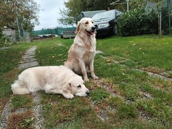 Darujem Zlatý retriever/Golden retriever
