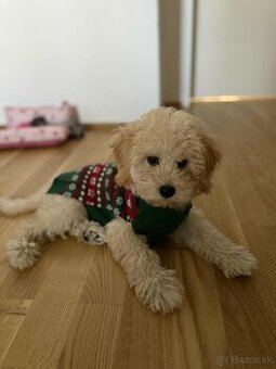 Maltipoo beige