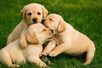 šteniatka labrador a IHNEĎ