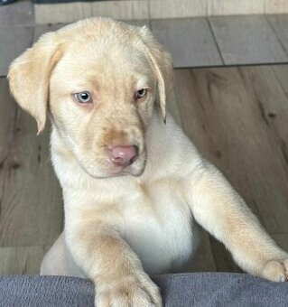 šteniatka labrador a IHNEĎ