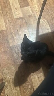 Predám malé 3 mesačne mačiatko