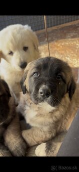 Sao Predám 6 týždňové šteniatka stredoázijského ovčiaka SAO