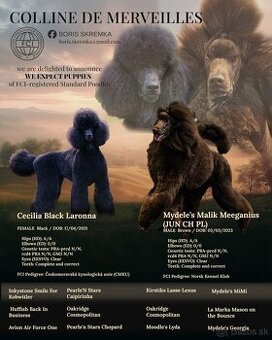 Šteniatka Pudel kráľovský čierny/hnedý