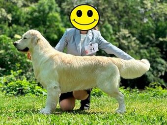 Zlatý retriever s PP na krytie