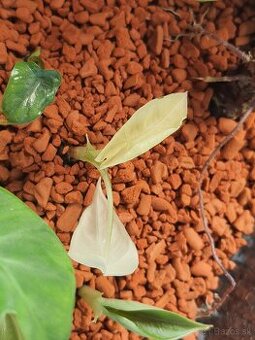 Alocasia frydek variegata baby