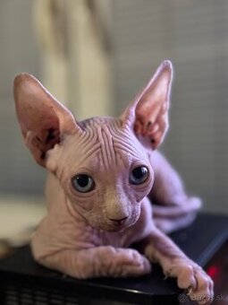 Sphynx