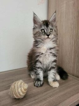 Mačička Maine Coon