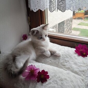 Ragdoll mačiatko
