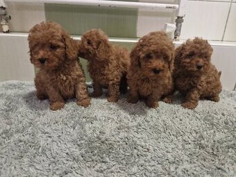 Pudel, pudlik red