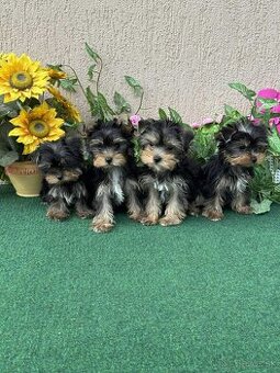 York, Yorkshire, Yorkshirsky terier, mini yorkshire samec