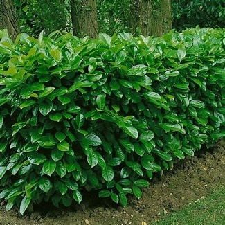 Prunus laurocerasus Vavrínovec ,,NOVITA, 0,38 €