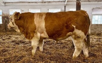 Plemenný býk Mäsový simentál