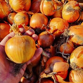 Cibuľa, zemiaky, mrkva, cvikla