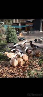 Predám kačky a káčera