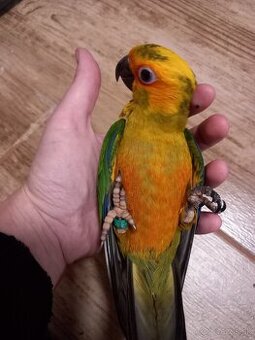 Aratinga slnecna  KROTKA