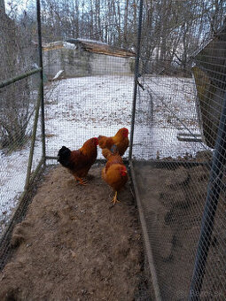 Predaj kohút oravka