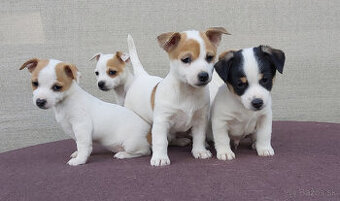 Jack Russell Terier šteniatka