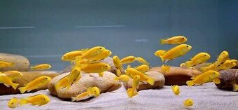 Labidochromis caeruleus yellow kakusa