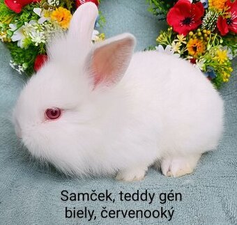 Zakrslý ( zdrobnený) kralik s VP, teddy gén samček biely