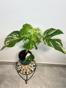 Monstera Deliciosa Albo Variegata