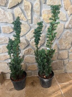 Tis taxus - 1
