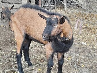 Pripúšťanie s čistokrvným alpinskỳm capom