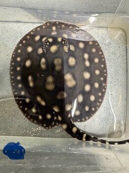 Potamotrygon Black Diamond Mladé
