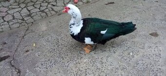 Pižmový káčer na chov