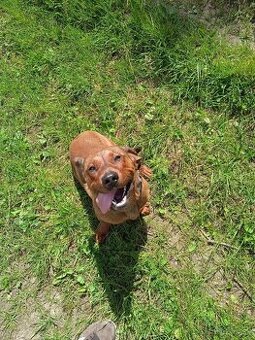 Alpský jazvečíkovitý durič, daxelkopov