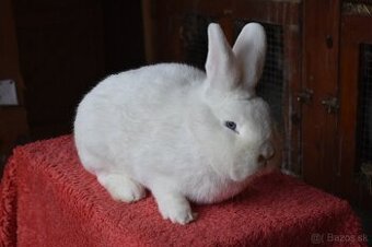 Predam Viedensky biely