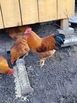 Predám mladého kohúta