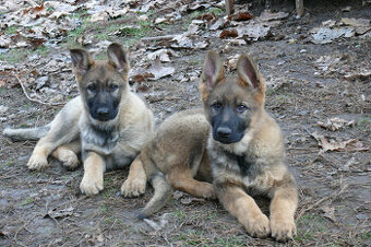 Šteniatka Nemeckého ovčiaka s PP- pracovné - 1