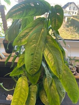 Monstera Obliqua Amazonas