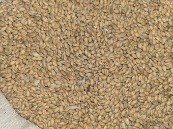 Predám pšenicu čistú, navrecovanú. Cena za 100 kg-25 €.