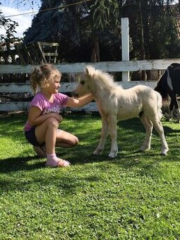 Americký miniaturní kůň - minihorse