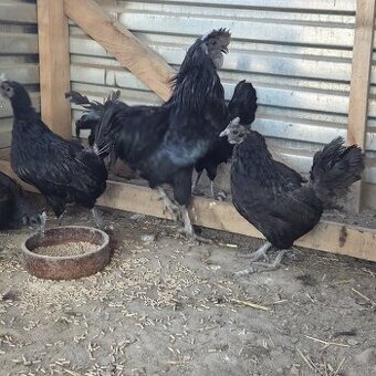 Chovny kmeň Ayam cemani