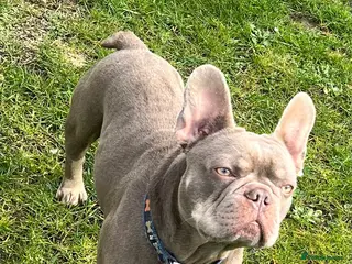 Francuzsky Buldoček