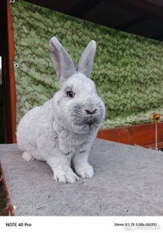 Veľký svetlý strieborný