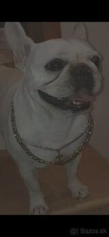 Francúzsky Buldoček