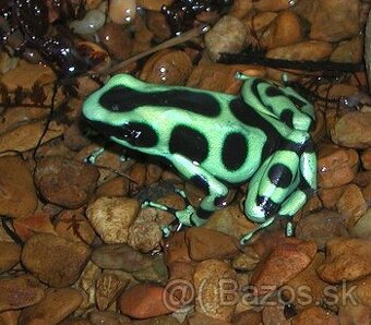 Dendrobates auratus green