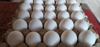 Leghorn nasadove vajcia
